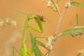 mantis eating locust