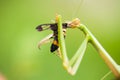Mantis eating a tiger moth