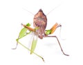 Mantis eats locust