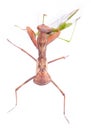 Mantis eats locust