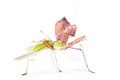 Mantis eats locust