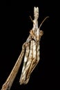 The mantis Empusa pennata, macro in a meadow