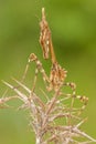 The mantis Empusa pennata, macro in a meadow