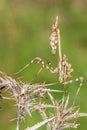 The mantis Empusa pennata, macro in a meadow