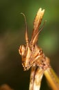 Mantis Empusa pennata