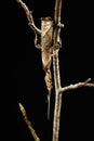 Mantis, empusa sp., Mimetic Insect, Adult against Blackground