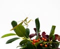 Mantis on Fall Foliage Royalty Free Stock Photo
