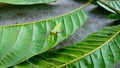 Mantis religiosa (praying mantis) Royalty Free Stock Photo