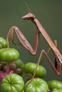 Mantis with feeler in mouth Royalty Free Stock Photo