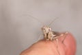 Mantis on finger Royalty Free Stock Photo