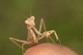 Mantis on finger Royalty Free Stock Photo