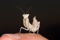 Mantis on finger Royalty Free Stock Photo