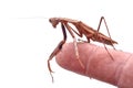 Mantis on a finger on a white background Royalty Free Stock Photo