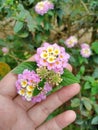 flower-loving insects (praying mantis