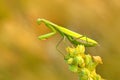 Mantis on flower, Mantis religiosa, beautiful evening sun, Czech republic. Beautiful sunset light with insect. Mantis in the natur