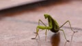 Mantis on flower, Mantis religiosa, beautiful evening sun, Czech republic. Royalty Free Stock Photo