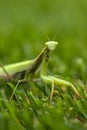 Mantis on flower, Mantis religiosa, beautiful evening sun, Czech republic. Royalty Free Stock Photo