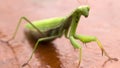 Mantis on flower, Mantis religiosa, beautiful evening sun, Czech republic. Royalty Free Stock Photo