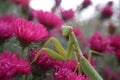 Mantis and flowers macrolike Royalty Free Stock Photo