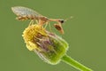Mantis fly on a flower, mantisflies macro shoot