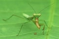 Mantis fly prey on a leaf macro close up photography Royalty Free Stock Photo