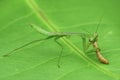 Mantis fly prey    on  a leaf   macro close up photography Royalty Free Stock Photo