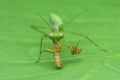 Mantis fly  prey on a leaf  macro close up photography Royalty Free Stock Photo