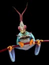 Mantis Frog Royalty Free Stock Photo