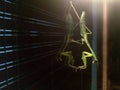 Mantis on glass at night Royalty Free Stock Photo