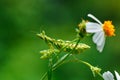 Mantis,Grasshopper,Insects.