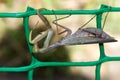 Mantis on the green grid Royalty Free Stock Photo