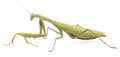 Mantis green isolated on white background.