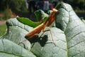 Mantis on green leaf Royalty Free Stock Photo