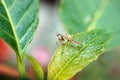 Mantis on green leaf Royalty Free Stock Photo
