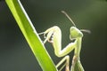 Mantis and green leaves Royalty Free Stock Photo