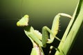 Mantis and green leaves Royalty Free Stock Photo