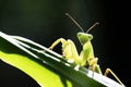 Mantis and green leaves Royalty Free Stock Photo