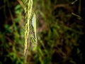 Mantis hang on ear of paddy Royalty Free Stock Photo