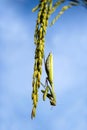 Mantis hang on ear of paddy Royalty Free Stock Photo