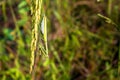 Mantis hang on ear of paddy Royalty Free Stock Photo