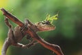 Mantis on the head lizard Royalty Free Stock Photo