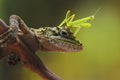 Mantis on the head lizard with bokeh Royalty Free Stock Photo