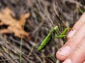 Mantis on human hand, close-up Royalty Free Stock Photo