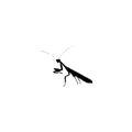 Mantis icon. Simple style insect science poster background symbol. Mantis brand logo design element. Mantis t-shirt printing.