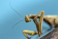 Mantis insect, adult. Search for a couple for procreation