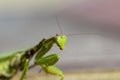 Mantis insect, adult. Search for a couple for procreation