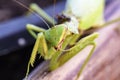 Mantis insect, adult. Search for a couple for procreation