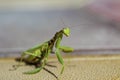 Mantis insect, adult. Search for a couple for procreation