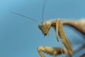 Mantis insect, adult. Search for a couple for procreation