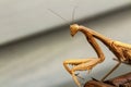 Mantis insect, adult. Search for a couple for procreation